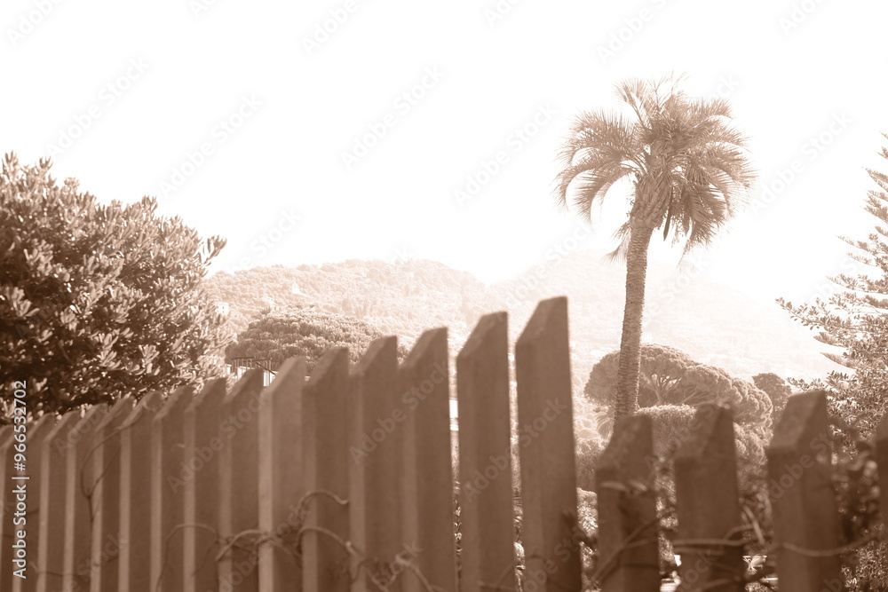 Fototapeta premium Palm tree. Summer sea beach. Sepia. Vacation street photo