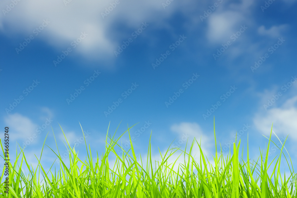Lush green grass against a bright blue sky with fluffy clouds. Lush green grass against a bright blue sky with fluffy clouds.