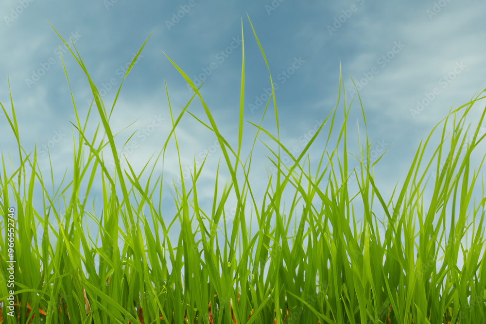 Green blades of grass reach toward a hazy blue sky with white clouds. Green blades of grass reach toward a hazy blue sky with white clouds.