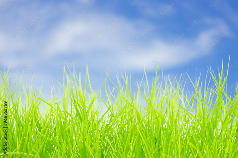 Vibrant green grass blades against a blue sky with white clouds. Vibrant green grass blades against a blue sky with white clouds.