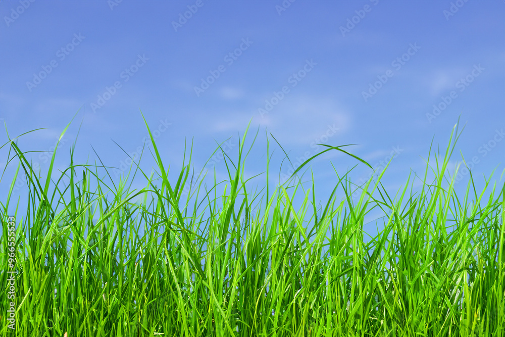 Lush green grass blades against a bright blue sky. Lush green grass blades against a bright blue sky.