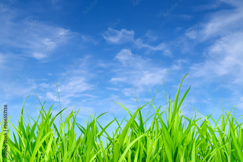 Lush green grass blades reaching up towards a bright blue sky with white clouds. Lush green grass blades reaching up towards a bright blue sky with white clouds.