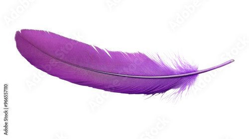 feather on transparent background