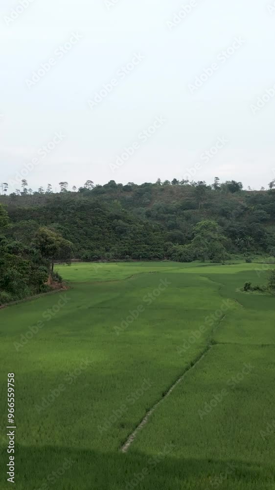 drone flying slowly above the rice fields where a lone Asian woman farmer works hard in Vietnam drone flying slowly above the rice fields where a lone Asian woman farmer works hard in Vietnam
