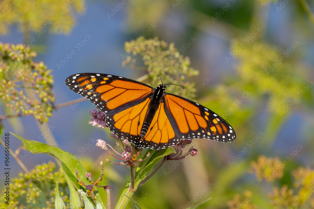 Fototapeta premium monarch butterfly on a flower