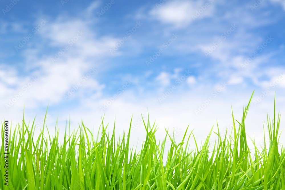 Lush green grass blades reach up towards a bright blue sky with white fluffy clouds. Lush green grass blades reach up towards a bright blue sky with white fluffy clouds.