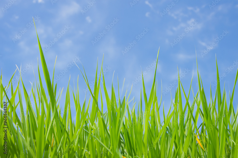 Vibrant green grass blades reaching up towards a bright blue sky with white clouds. Vibrant green grass blades reaching up towards a bright blue sky with white clouds.
