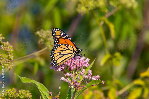 monarch butterfly on a flower