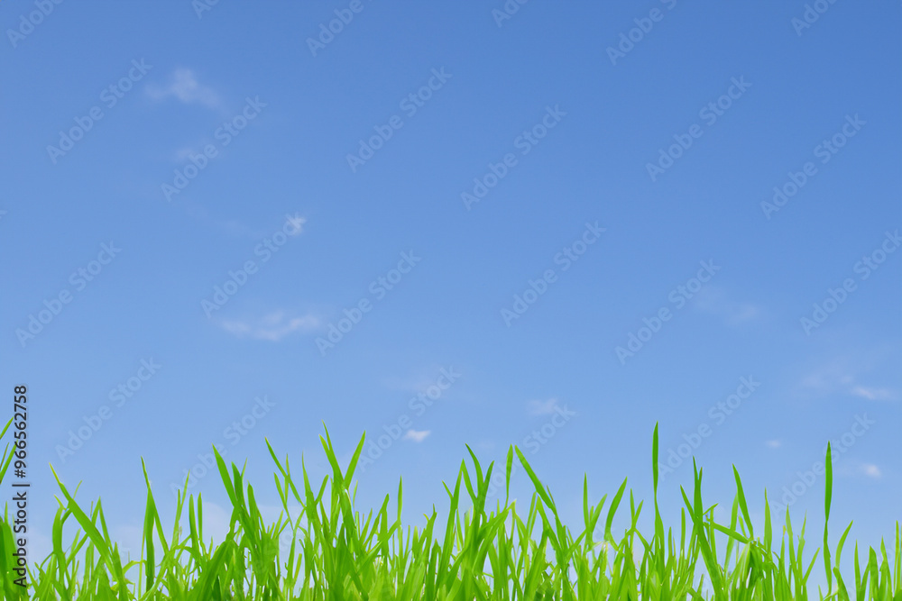 Green grass blades growing in a field against a blue sky with clouds. Green grass blades growing in a field against a blue sky with clouds.