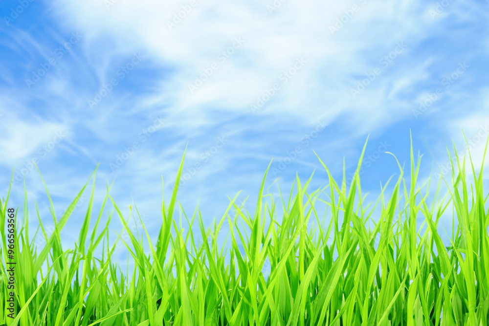 Lush green grass blades against a blue sky with white clouds. Lush green grass blades against a blue sky with white clouds.