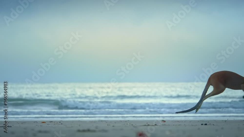 Wild wallaby kangaroo by the sea at seaside beach at Cape Hillsborough National Park, Queensland at sunrise. Cinematic nature documentary of a scenic tourist attraction animal feeding family
