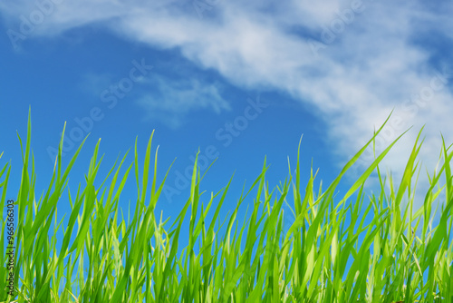 Green Grass Blades Against a Blue Sky with White Clouds.