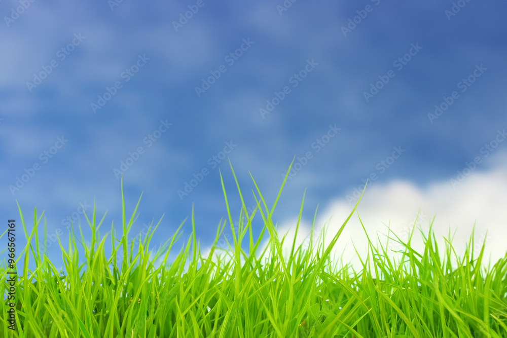 Lush green grass blades reaching up towards a bright blue sky with puffy white clouds. Lush green grass blades reaching up towards a bright blue sky with puffy white clouds.