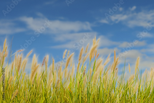 Close-up view of tall blades of green grass with feathery seed heads against a blue sky with puffy white clouds.