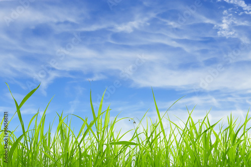 Lush green grass blades with a clear blue sky and white clouds in the background.