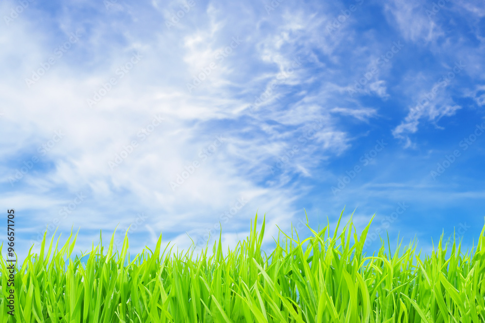 Lush green grass blades against a bright blue sky with wispy white clouds. Lush green grass blades against a bright blue sky with wispy white clouds.