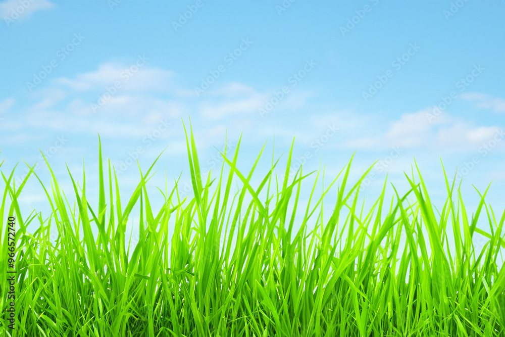 Closeup of green grass blades against a bright blue sky with white clouds. Closeup of green grass blades against a bright blue sky with white clouds.