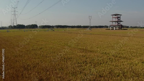 Wujiang Tongli Rice Field Painting Aerial Video. photo