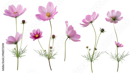 Cosmos flowers, multiple angles view side top front group whole, blossoms, detailed close-ups, transparent background cutout, PNG file, Mockup template for artwork design, Generated AI