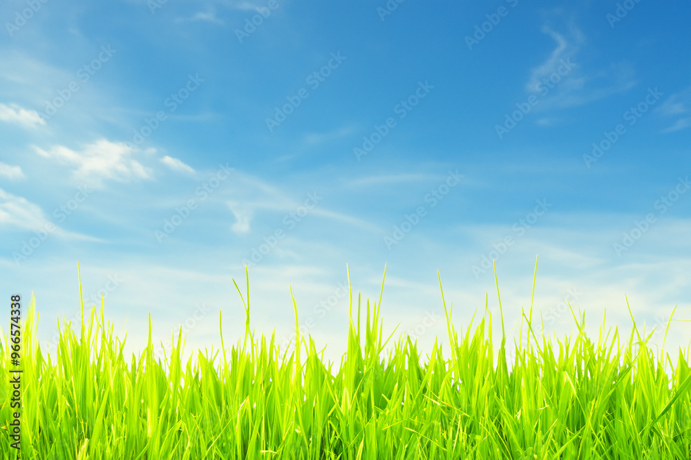 Lush green grass reaching up to a blue sky with white clouds. Lush green grass reaching up to a blue sky with white clouds.
