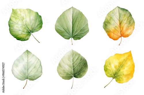 Aspen Leaf Collection Bundle Set Isolated on a Transparent Background