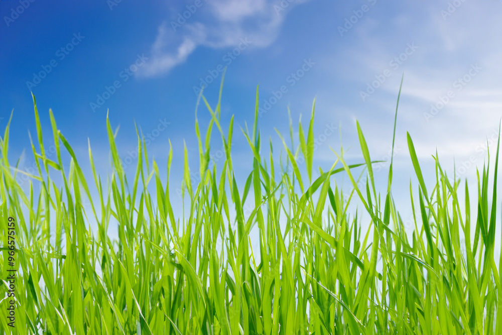 Close-up shot of green blades of grass reaching up against a bright blue sky with white clouds. Close-up shot of green blades of grass reaching up against a bright blue sky with white clouds.