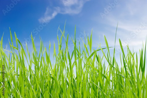 Close-up shot of green blades of grass reaching up against a bright blue sky with white clouds.