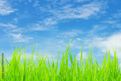 Lush green grass blades reaching towards a bright blue sky with white clouds.