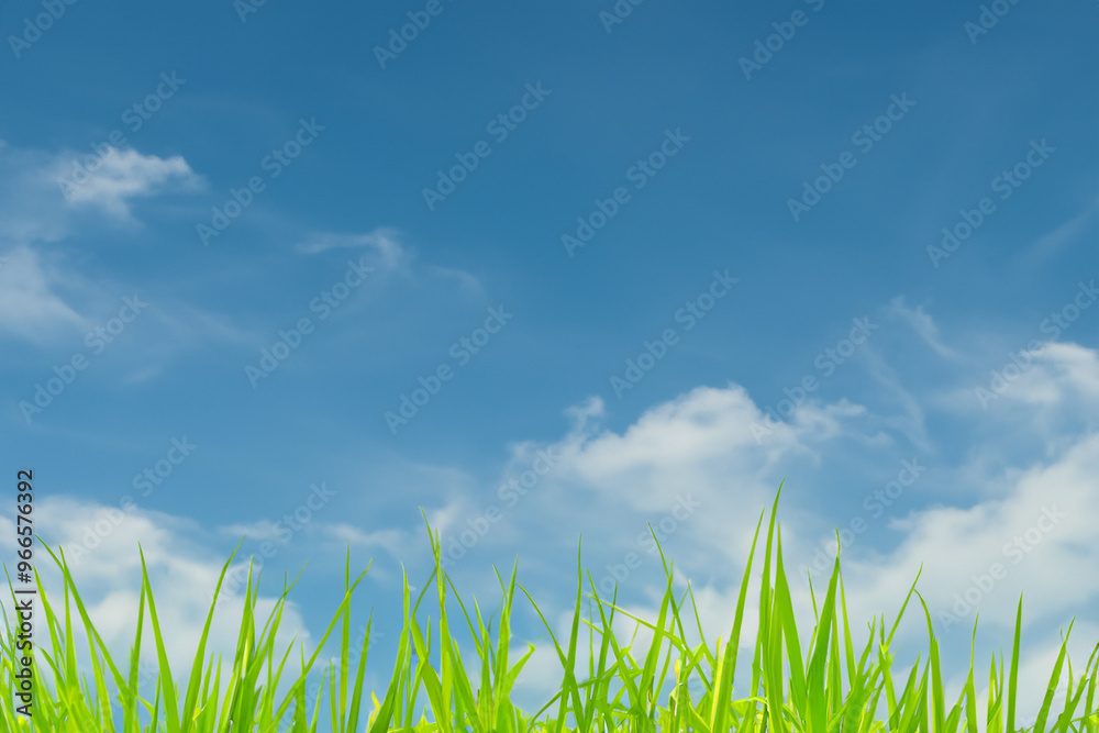 Green grass blades reaching for the blue sky with white fluffy clouds. Green grass blades reaching for the blue sky with white fluffy clouds.