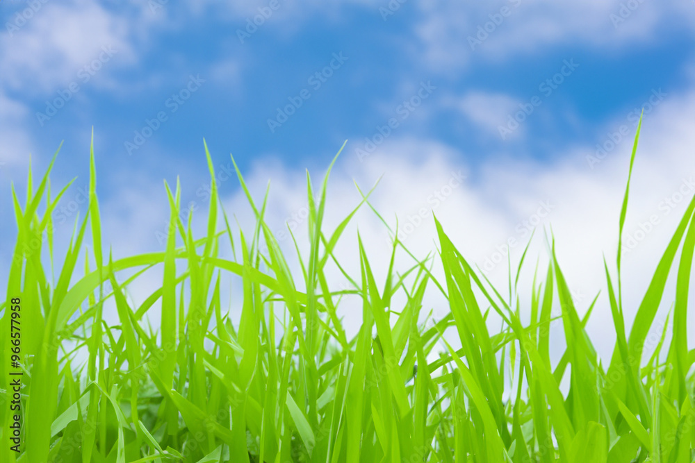 Green grass blades against a bright blue sky with white fluffy clouds. Green grass blades against a bright blue sky with white fluffy clouds.