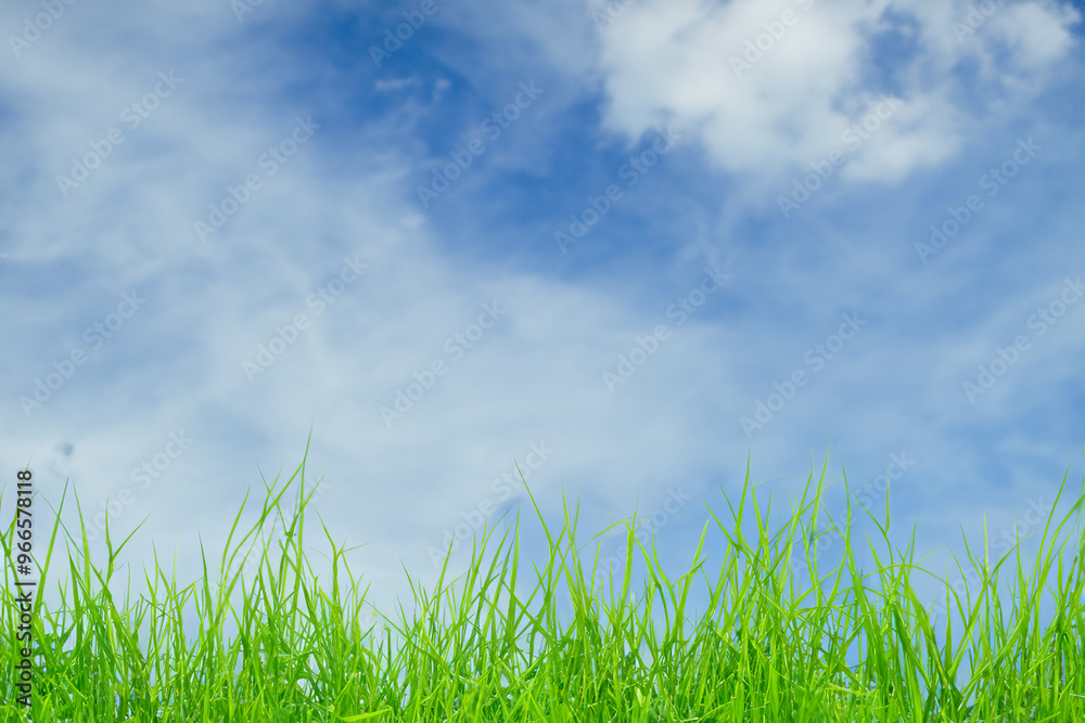 Lush green grass against a bright blue sky with fluffy white clouds. Lush green grass against a bright blue sky with fluffy white clouds.