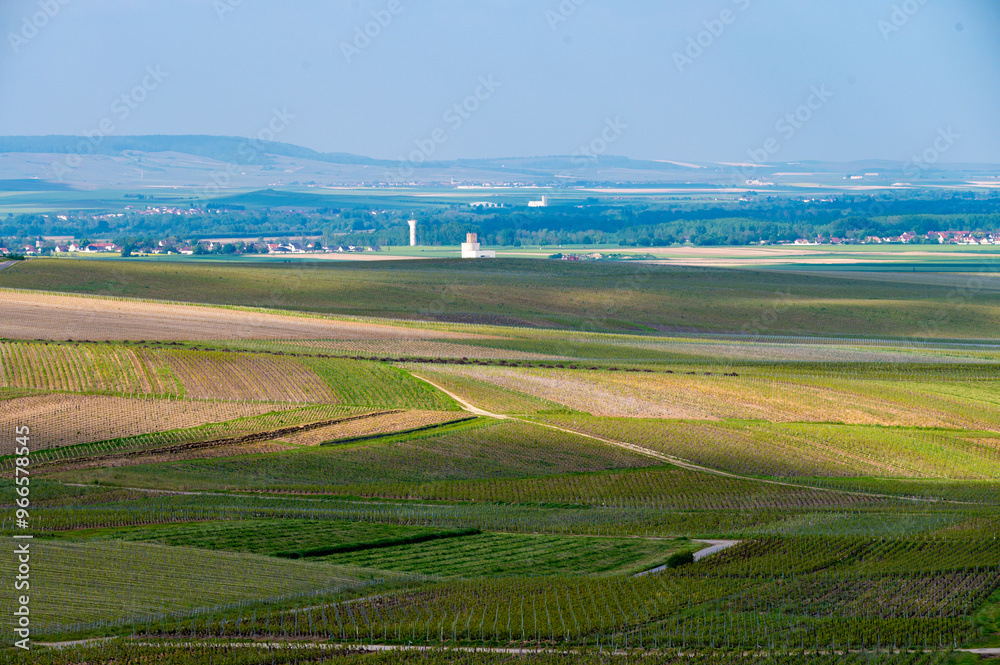 Fototapeta premium Landscape with green grand cru vineyards near Cramant, region Champagne, France. Cultivation of white chardonnay wine grape on chalky soils of Cote des Blancs.