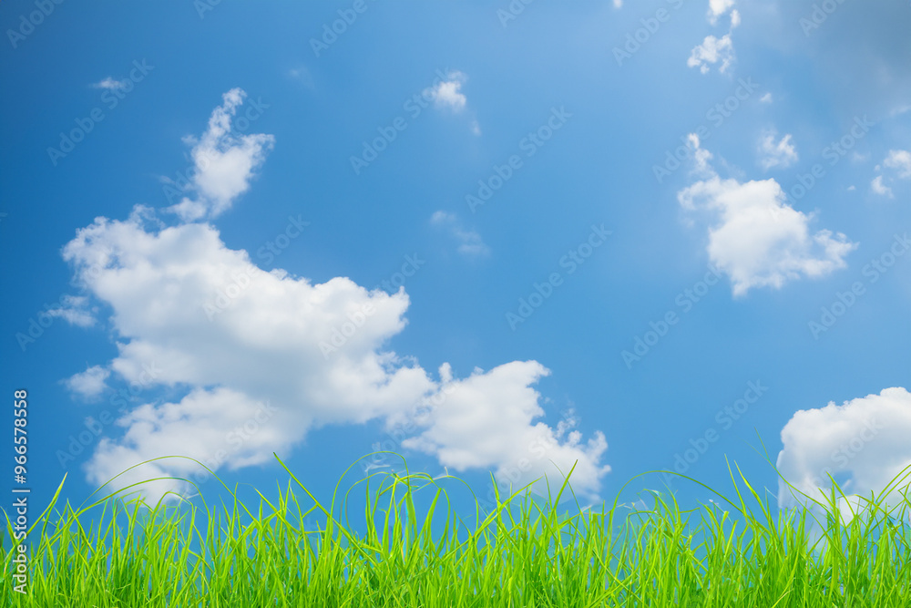 Lush green grass against a bright blue sky with puffy white clouds. Lush green grass against a bright blue sky with puffy white clouds.