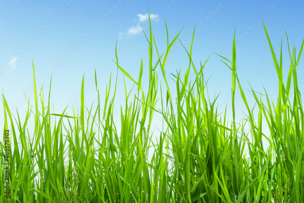 Lush green grass blades with blue sky and clouds in the background. Lush green grass blades with blue sky and clouds in the background.