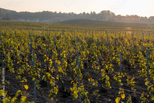 Landscape with green grand cru vineyards near Avize, region Champagne, France. Cultivation of white chardonnay wine grape on chalky soils of Cote des Blancs.