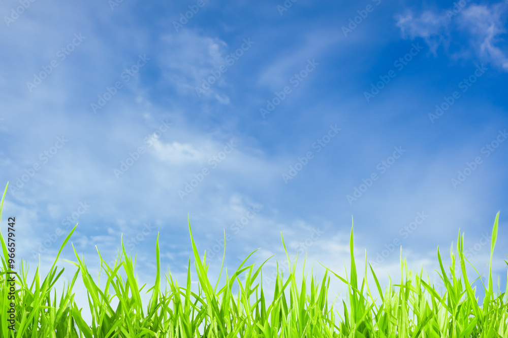 Lush green grass blades against a bright blue sky with white clouds. Lush green grass blades against a bright blue sky with white clouds.