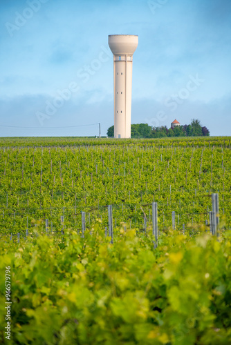 Summer on vineyards of Cognac white wine region, Charente, white ugni blanc grape uses for Cognac strong spirits distillation, France, Grand Champagne region photo