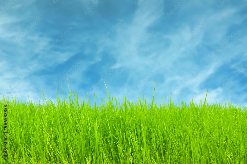 Lush green grass against a bright blue sky with fluffy white clouds. Lush green grass against a bright blue sky with fluffy white clouds.