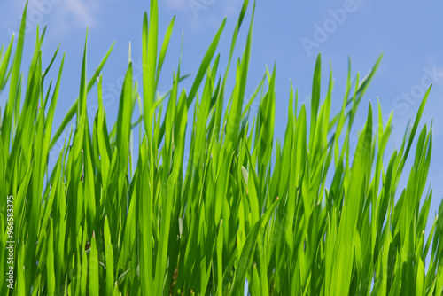 Close-up of green grass blades against a blue sky.