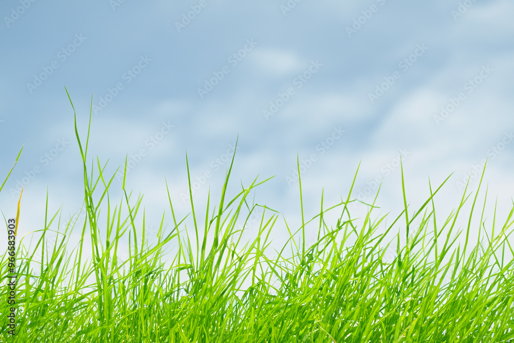 Green grass blades reaching up to a light blue cloudy sky. Green grass blades reaching up to a light blue cloudy sky.