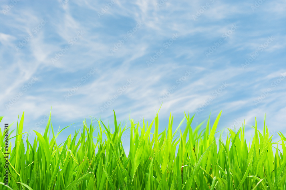 Close up of green grass blades against a light blue, cloudy sky. Close up of green grass blades against a light blue, cloudy sky.