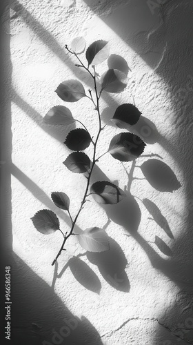 abstract composition of organic leaf shadows on a textured white wall creating a play of light and shadow with minimalist zenlike serenity photo