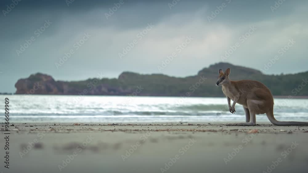 Wild wallaby kangaroo by the sea at seaside beach at Cape Hillsborough National Park, Queensland at sunrise. Cinematic nature documentary of a scenic tourist attraction animal feeding family Wild wallaby kangaroo by the sea at seaside beach at Cape Hillsborough National Park, Queensland at sunrise. Cinematic nature documentary of a scenic tourist attraction animal feeding family