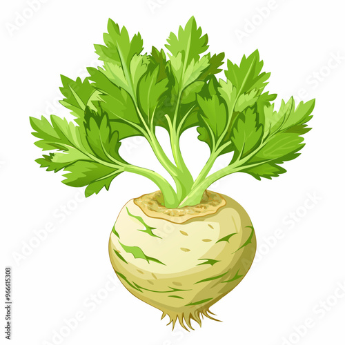 celeriac realistic on fully white background