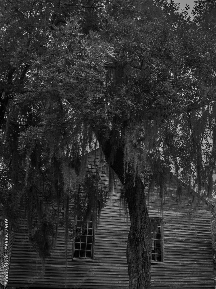 Naklejka premium Old church in black and white through the trees. Halloween type of background.