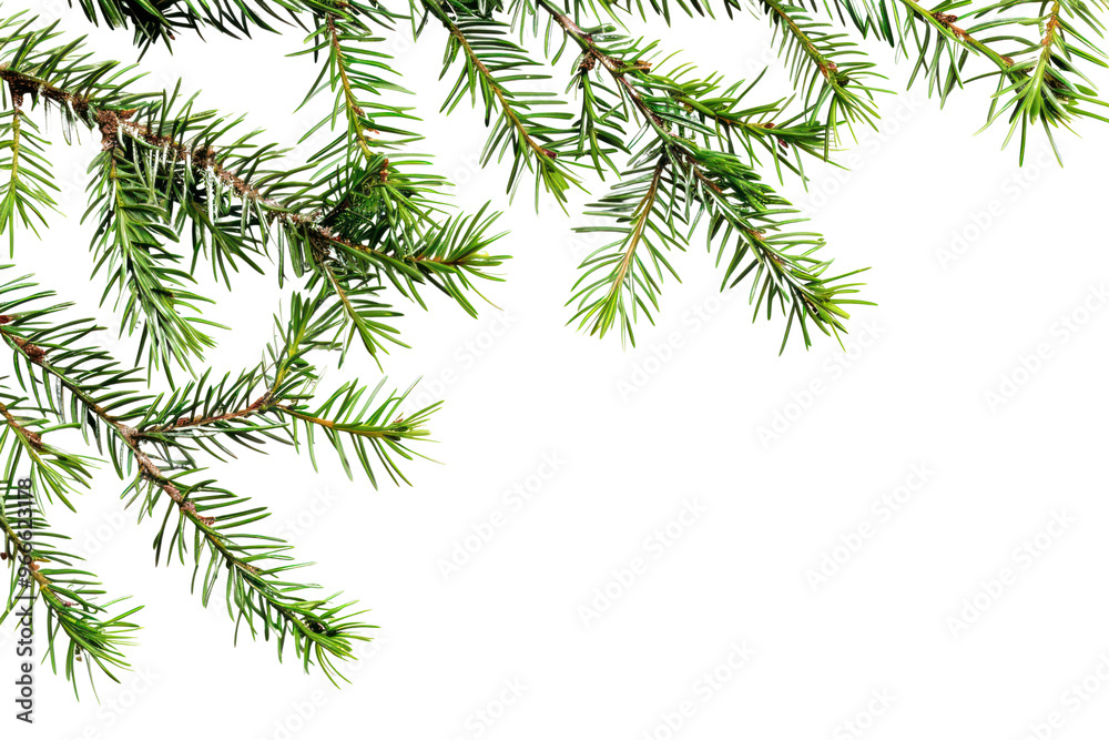 Obraz premium PNG Fresh evergreen pine tree branches