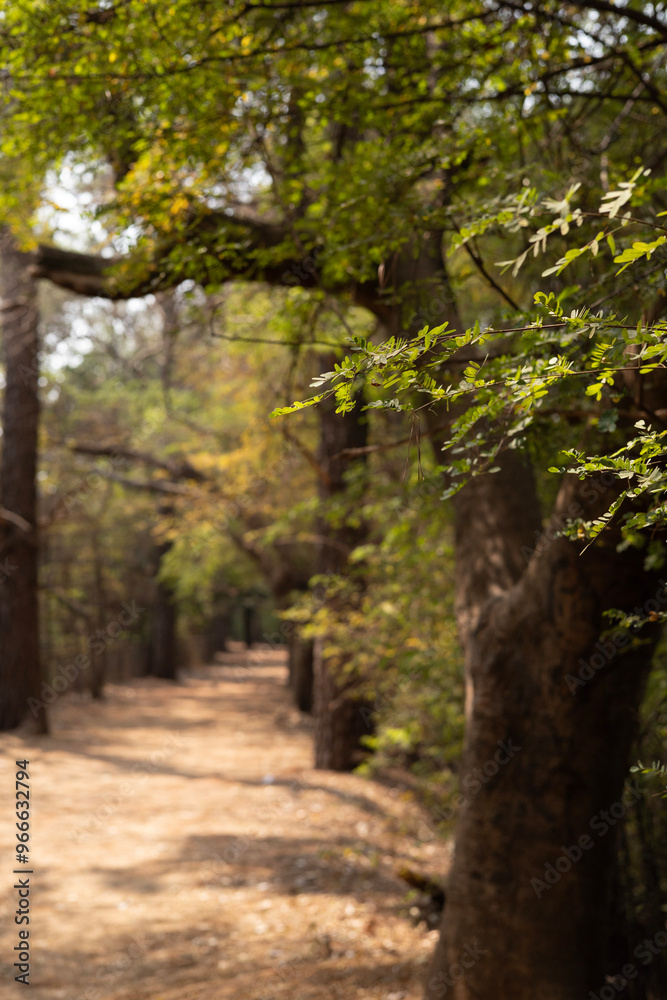 Path through the forest park, Caminho pelo parque florestal.
