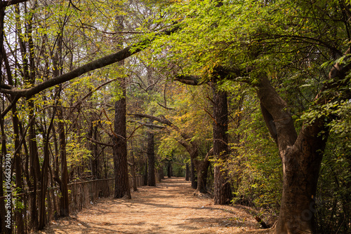 Path through the forest park, Caminho pelo parque florestal.
