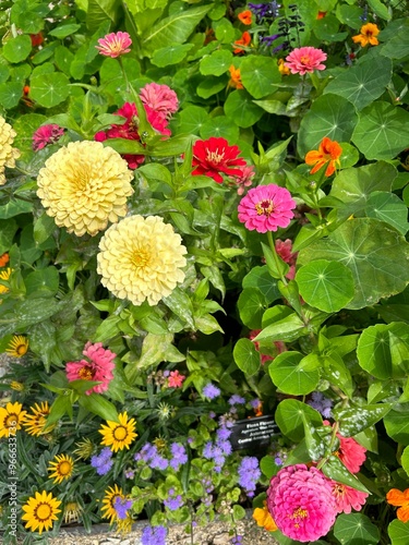 Multicolored flowers