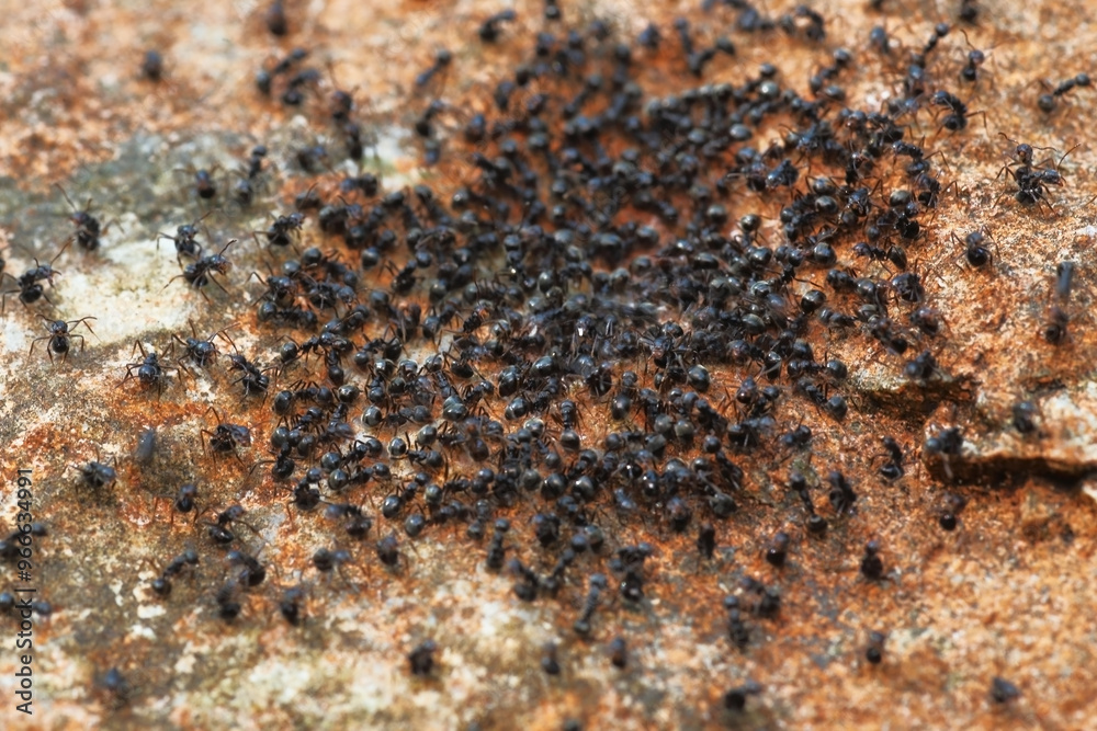Closeup of black small ants collecting pieces of flower in nature on sandy ground Closeup of black small ants collecting pieces of flower in nature on sandy ground